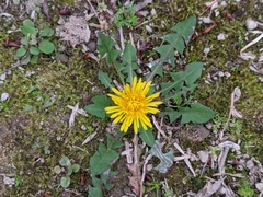 Taraxacum officinale