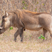 Common Warthog - Photo (c) Zein et Carlo, some rights reserved (CC BY-NC), uploaded by Zein et Carlo