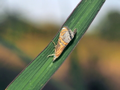 Euchromius bella
