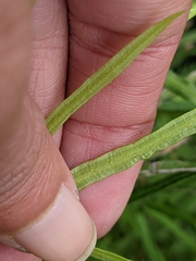 Pteris multifida