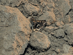 Titanio normalis