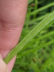 Pteris multifida