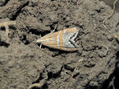 Euchromius bella
