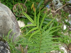 Pteris vittata
