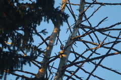 Dendrocopos major
