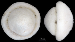 Glabratella ornatissima