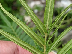 Pteris vittata