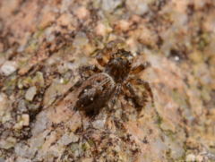 Plexippina