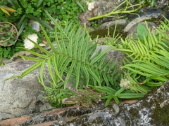 Pteris vittata