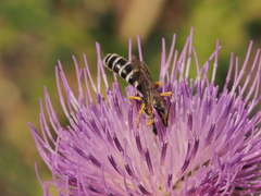 Halictus sexcinctus