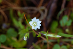 Chondrophylla