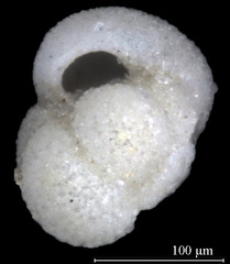 Globigerina bulloides
