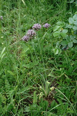 Allium cyrillii