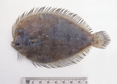 Lord Howe Island Flounder photo 4