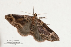 Xanthorhoe transjugata