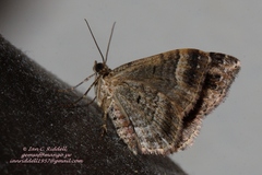 Xanthorhoe transjugata