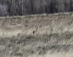 Lepus granatensis