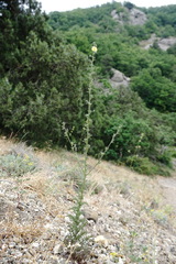 Verbascum orientale