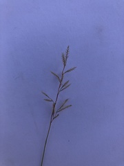 Eragrostis patentipilosa