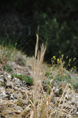 Festuca ambigua