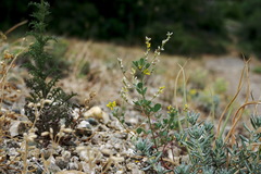 Melilotus neapolitanus