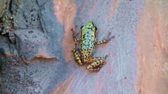 Eleutherodactylus longipes