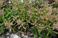Thymus dzevanovskyi