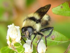 Criorhina