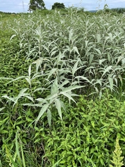 Persicaria lapathifolia lanata