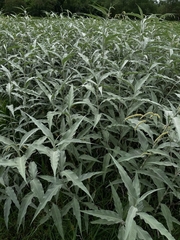 Persicaria lapathifolia lanata