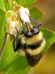 Criorhina