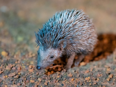 Atelerix albiventris
