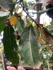 Beilschmiedia erythrophloia