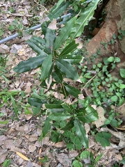 Beilschmiedia erythrophloia