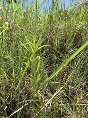 Euthamia gymnospermoides