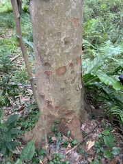 Beilschmiedia erythrophloia