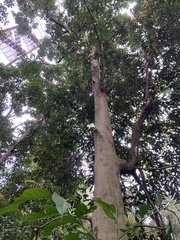 Beilschmiedia erythrophloia