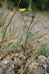 Picris pauciflora