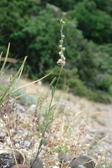 Linaria simplex