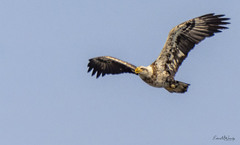 Haliaeetus leucocephalus