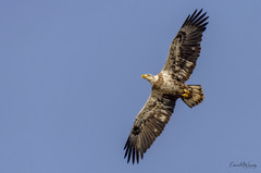 Haliaeetus leucocephalus