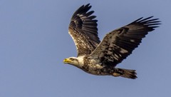 Haliaeetus leucocephalus