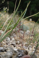 Galium verticillatum