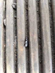 Limodromus assimilis