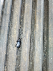 Limodromus assimilis