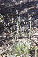 Eriogonum panamintense