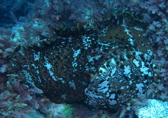 Aplysia extraordinaria