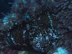 Aplysia extraordinaria