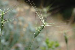 Aegilops neglecta