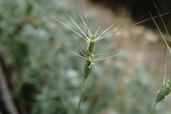 Aegilops neglecta